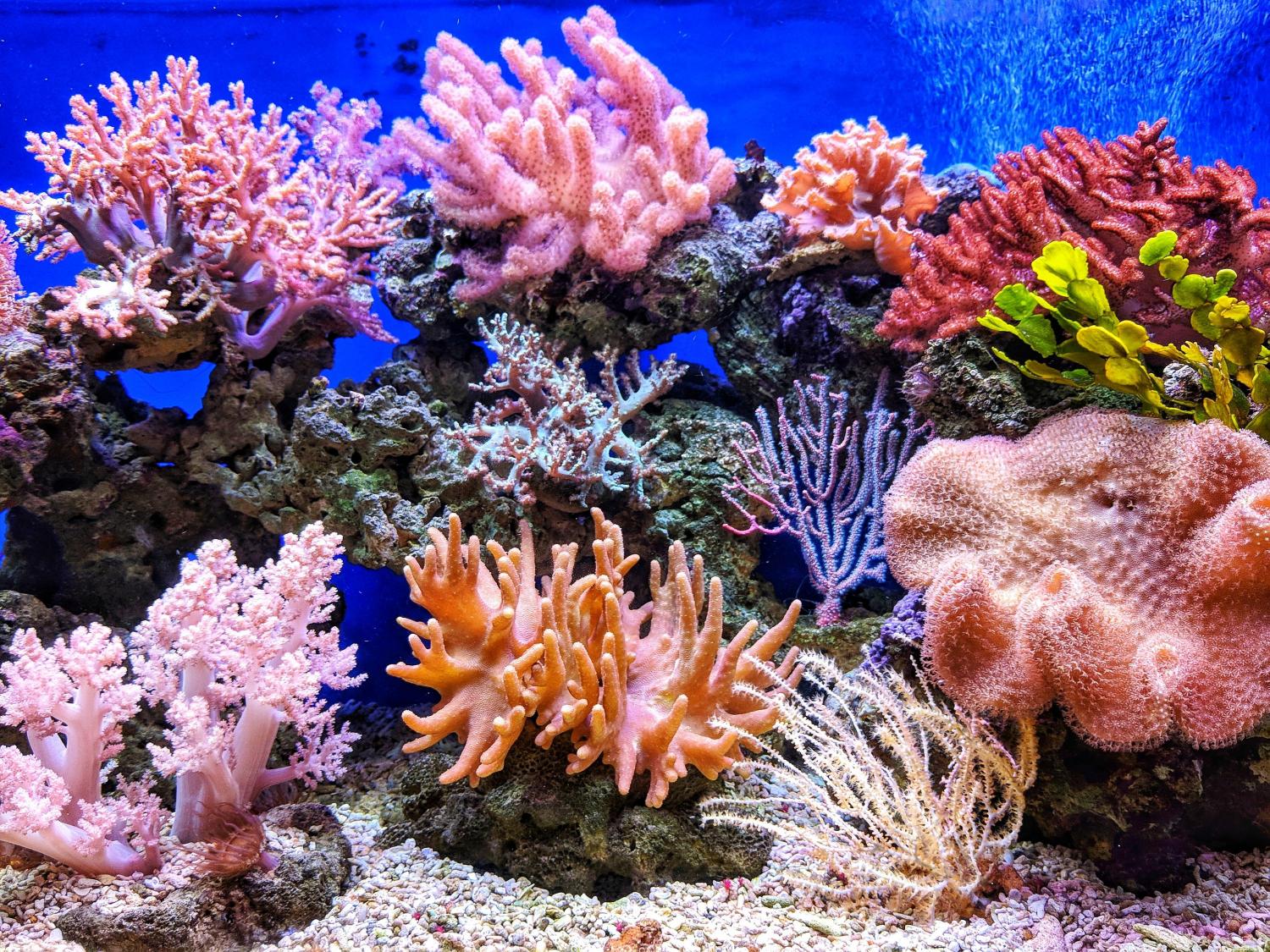 Coral Conservation